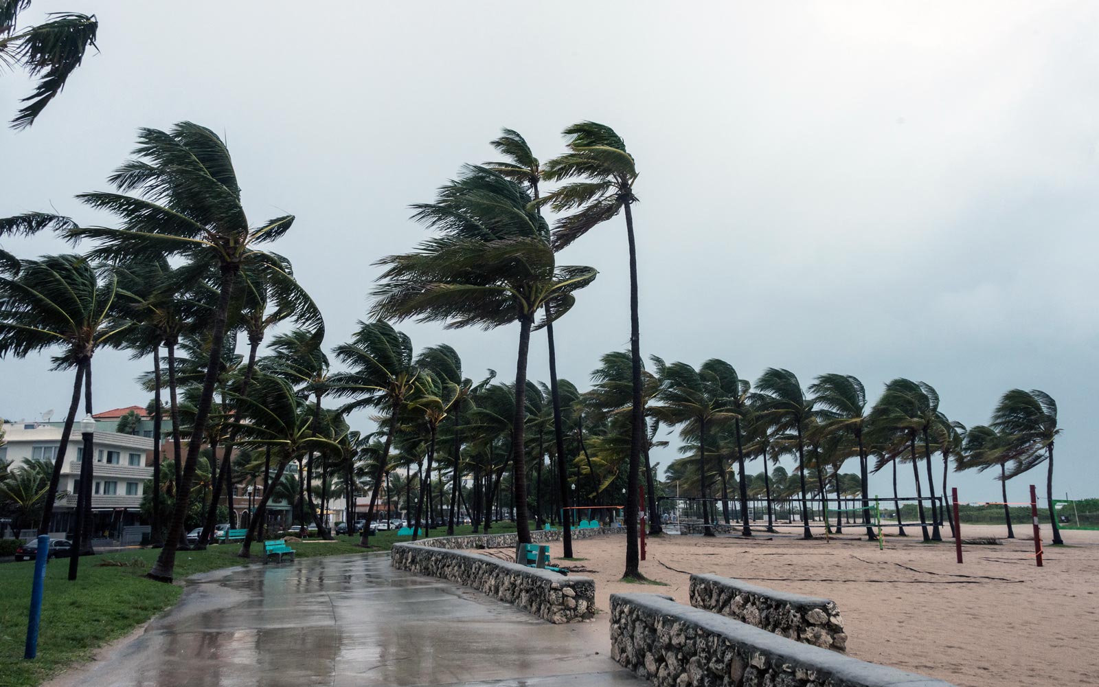 Drenched walkway with palm trees with fronds blown sideways by wind at a Gulf Coast beachside area during a substantial storm. 