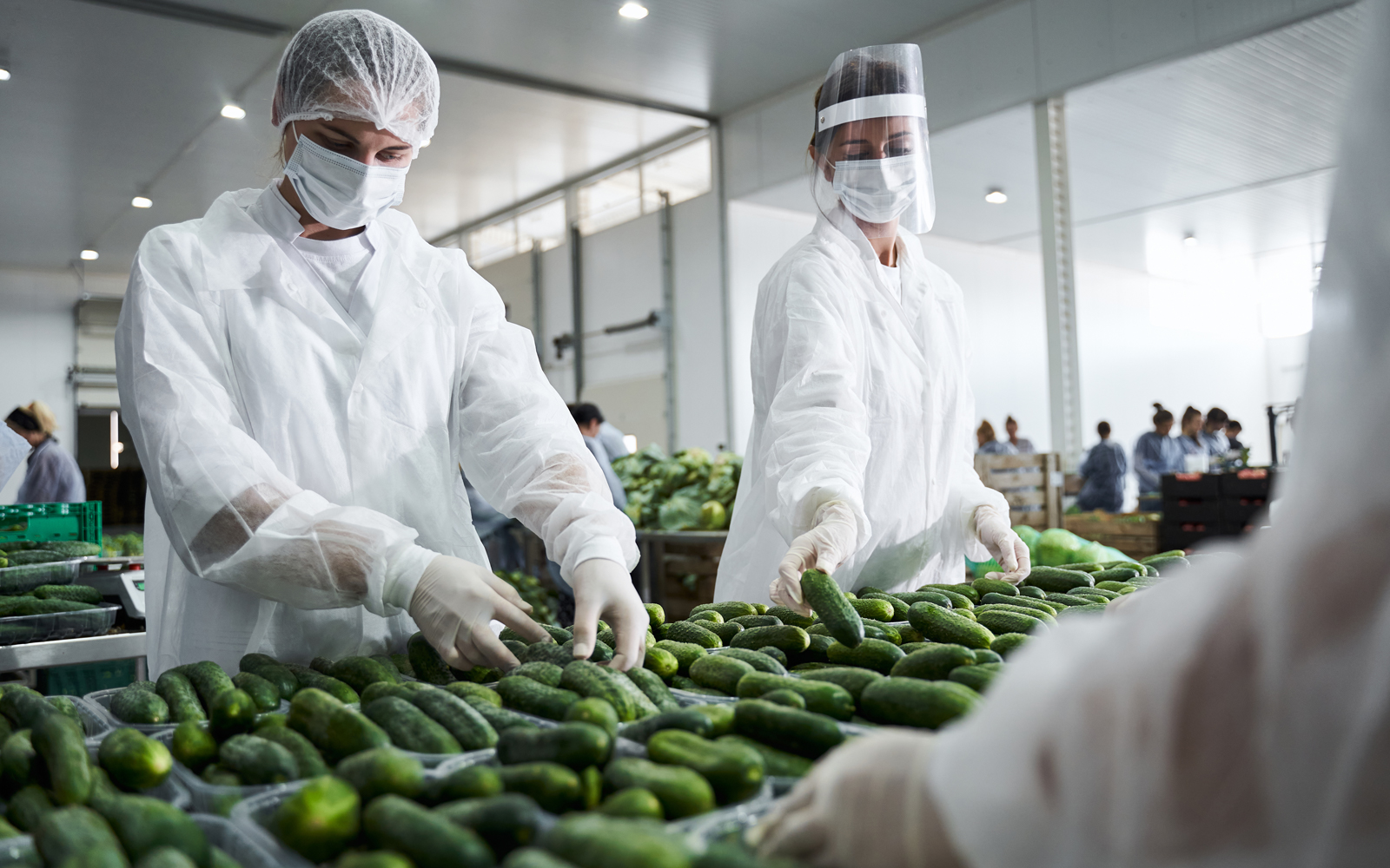 Food processing workers sorting cucumbers on a conveyor belt