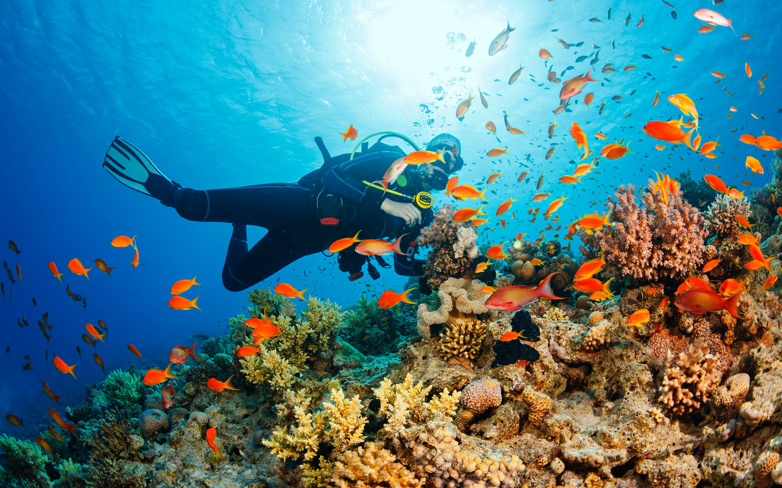 diver in a coral reef full of fish