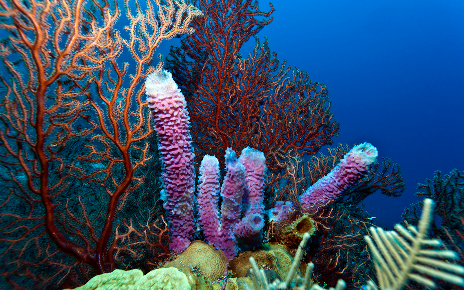 Pink and red coral in a reef surrounded by blue water.