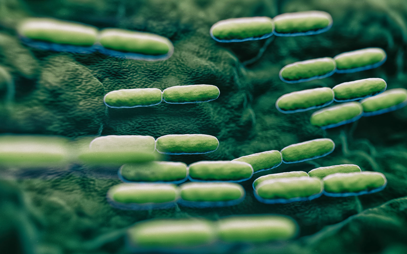 A close-up image of green bacteria.