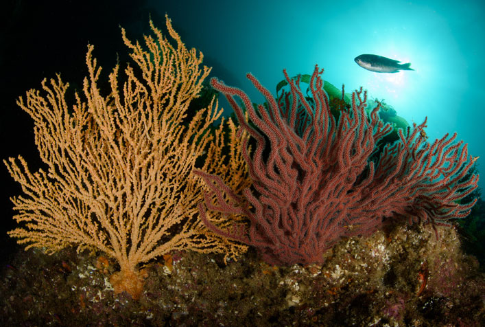 Photo of coral on the ocean floor 