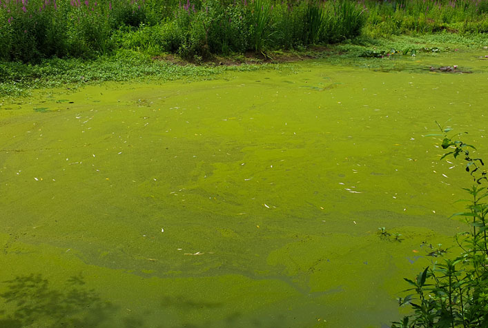 Cyanobacteria in a body of water