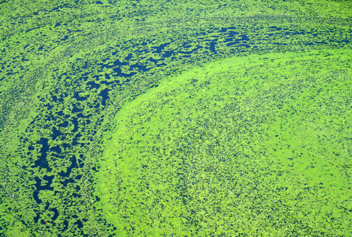 Photo of algae blooms on a body of water