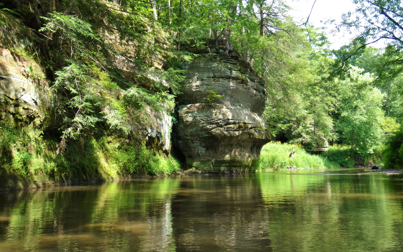 A green riverbank shadowed by trees