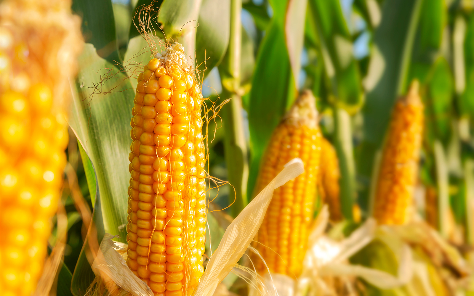 Field showing ears of corn with husks pulled down