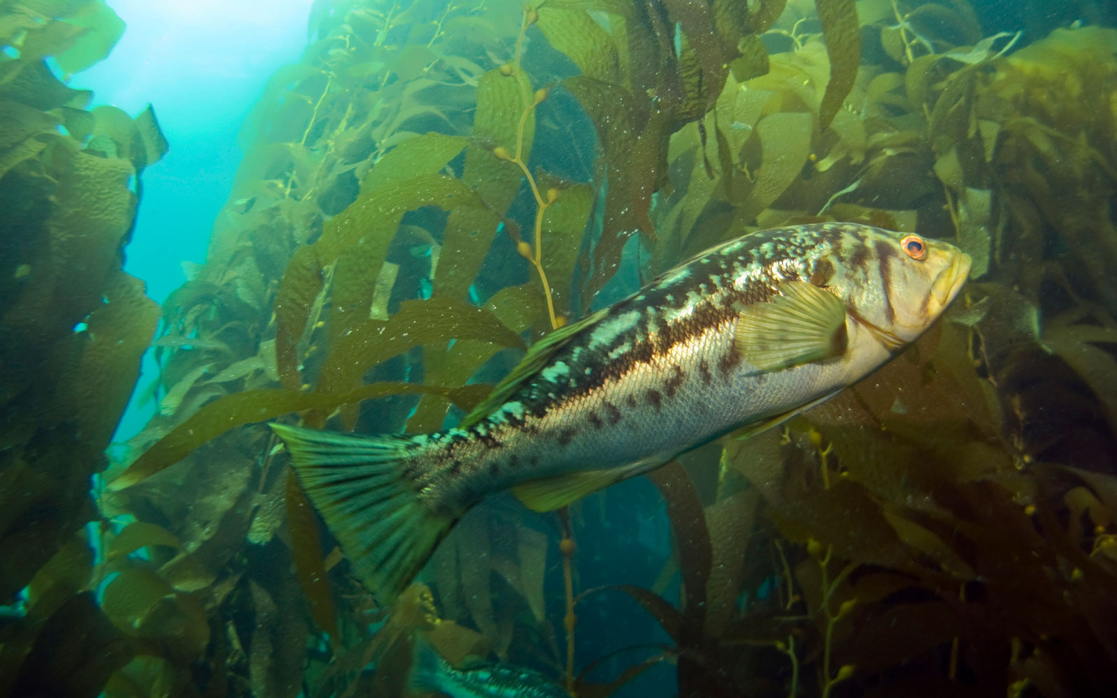 photo of fish in water surrounded by seaweed