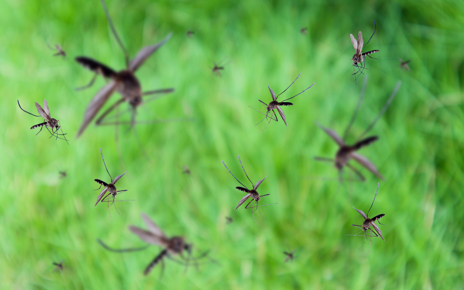 mosquitoes flying around in a green wooded area