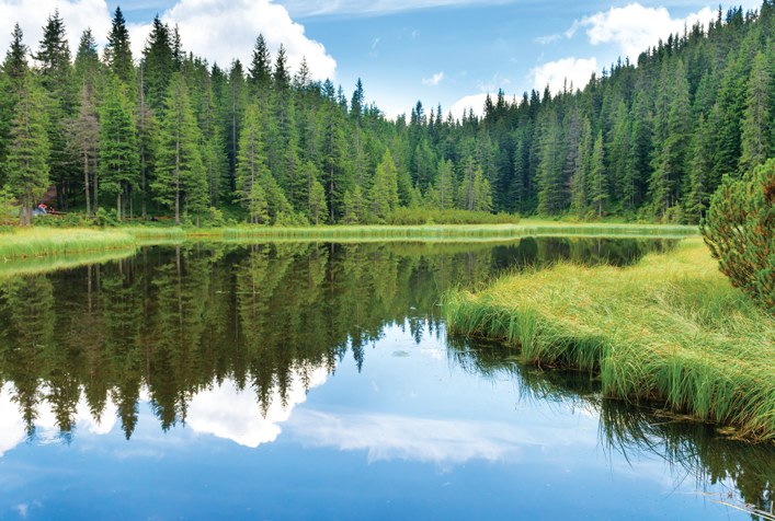 photo of body of water amongst a forest