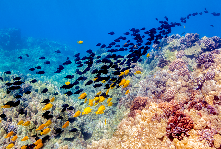 Photo of a coral reef with various fish