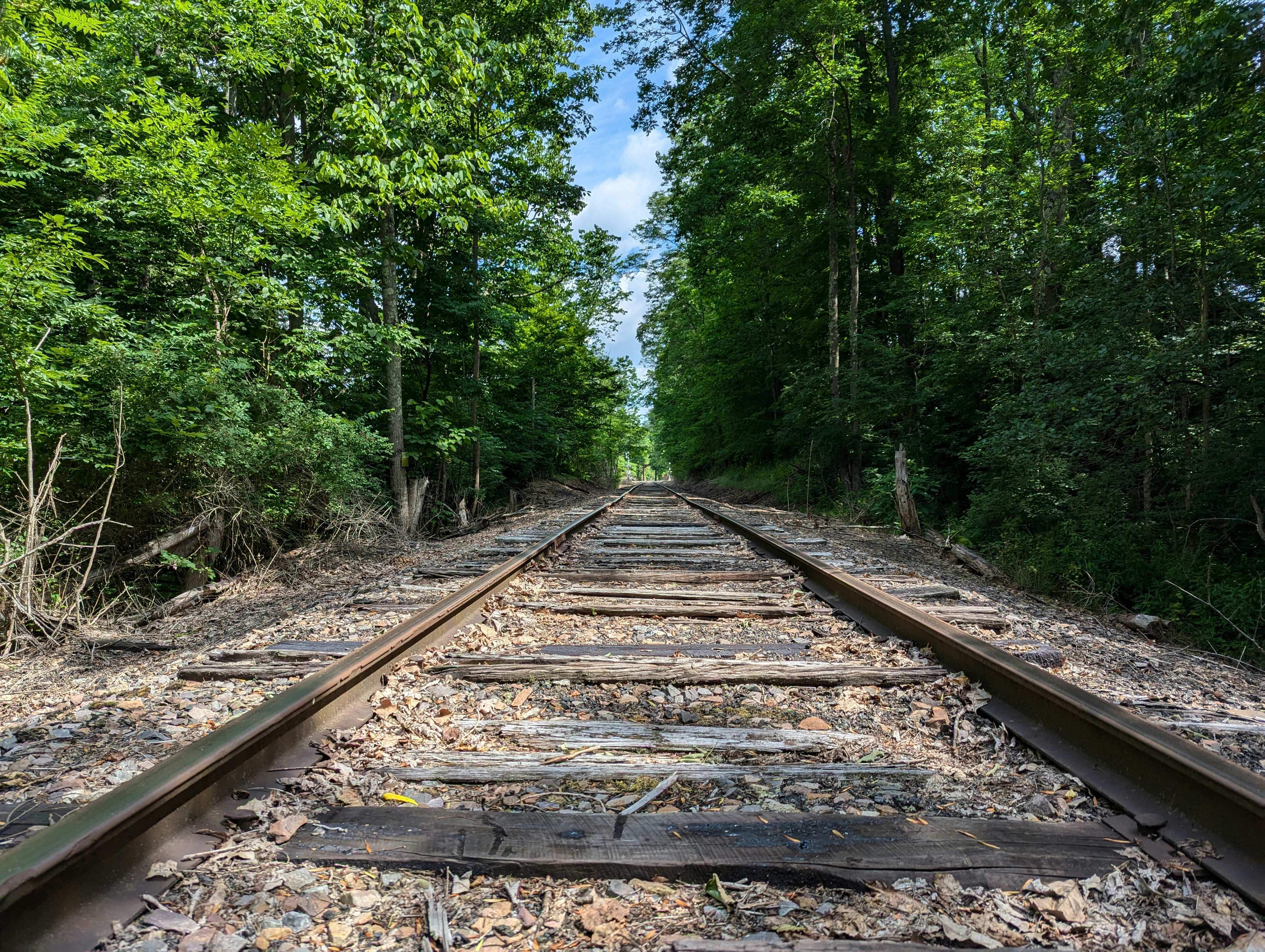 Railroad tracks in the woods