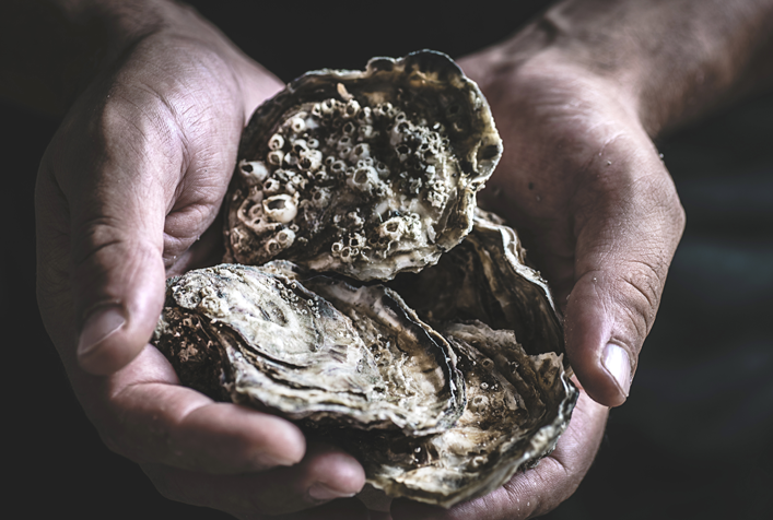 Close up of several oysters