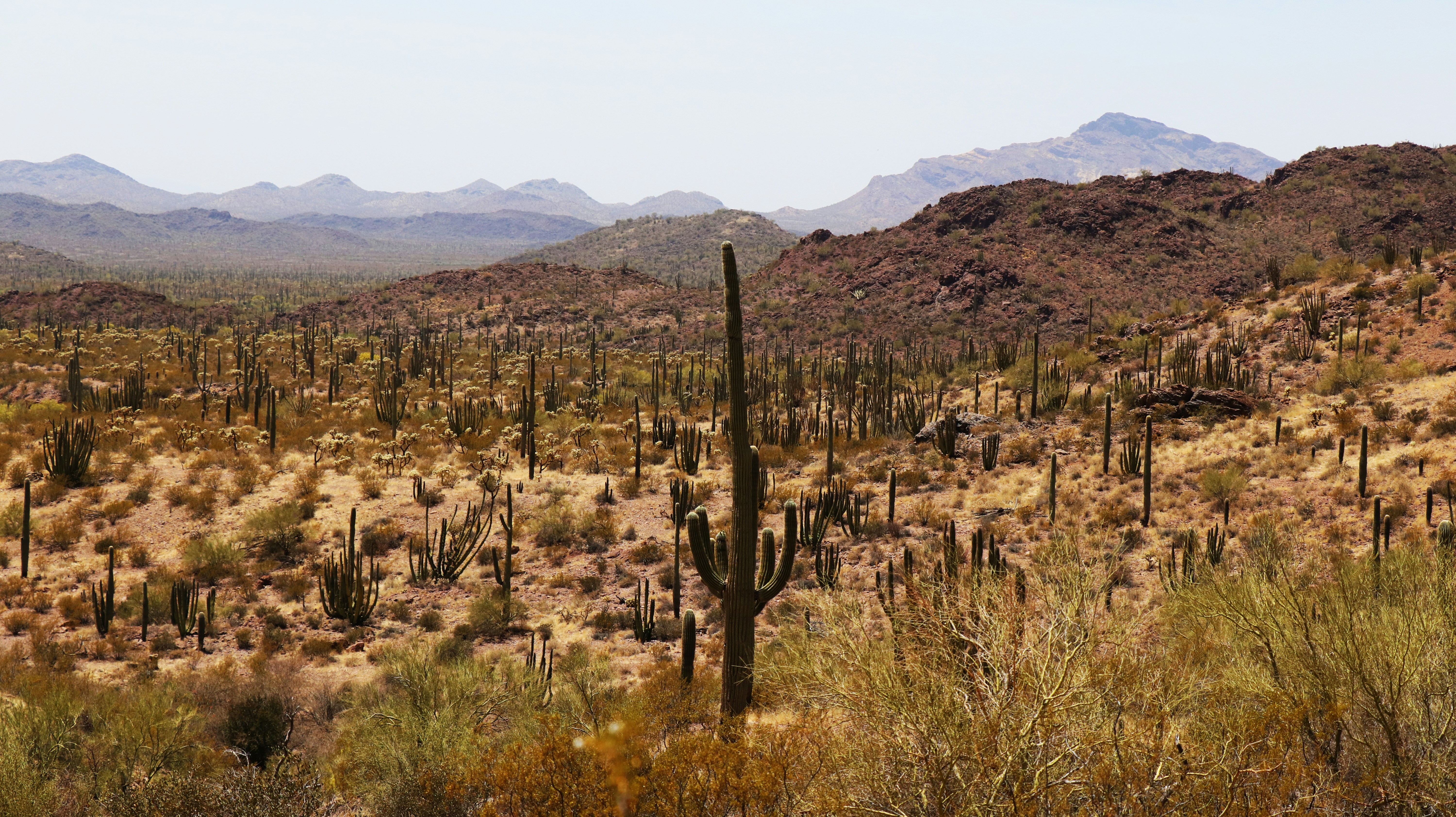 A photo of saguaro cacti in the desert in Arizona