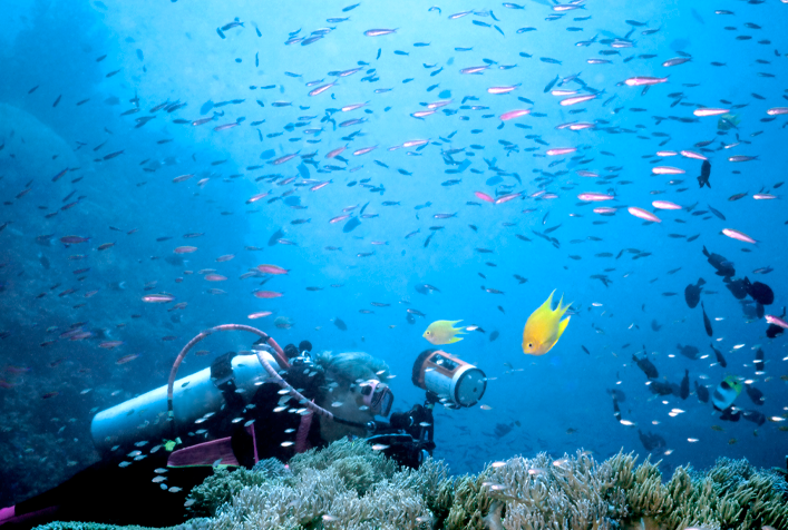 underwater photo of scuba driver surrounded by a school of small fish