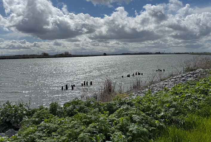 Photo of shoreline with vegetation/wetlands