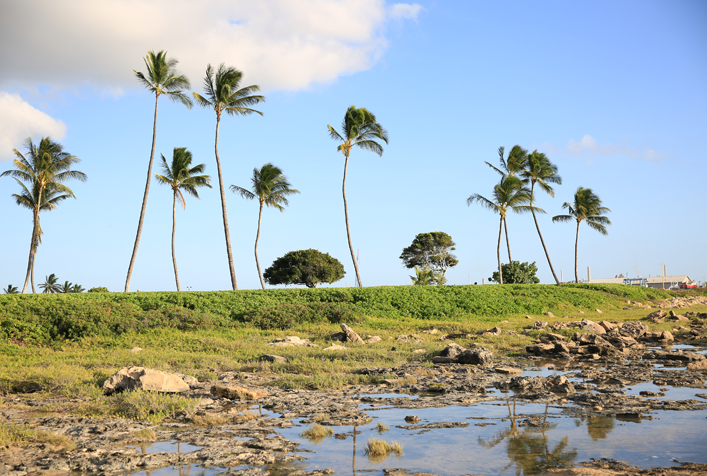 Photo of a hawaiian coastline with palm trees, vegetation and rocks along coast