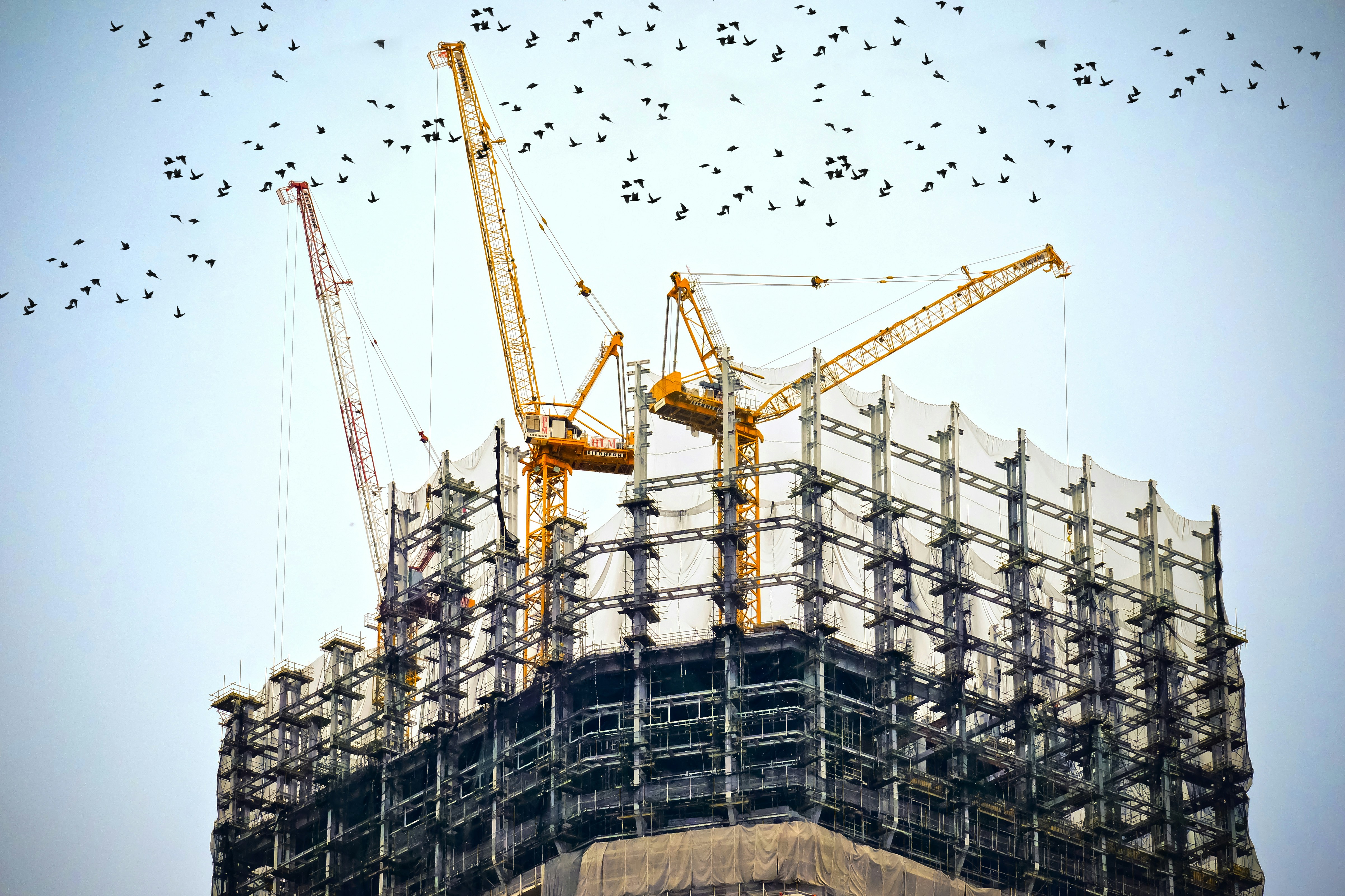 Photo of building under construction with flock of birds