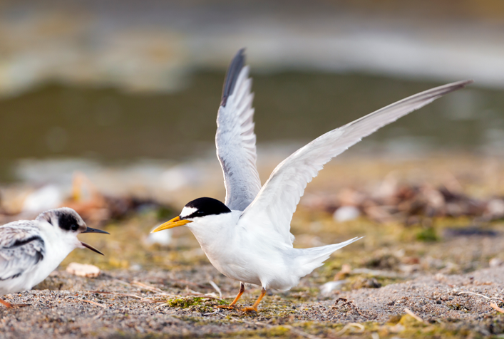 Photo of bird on ground with wings extended