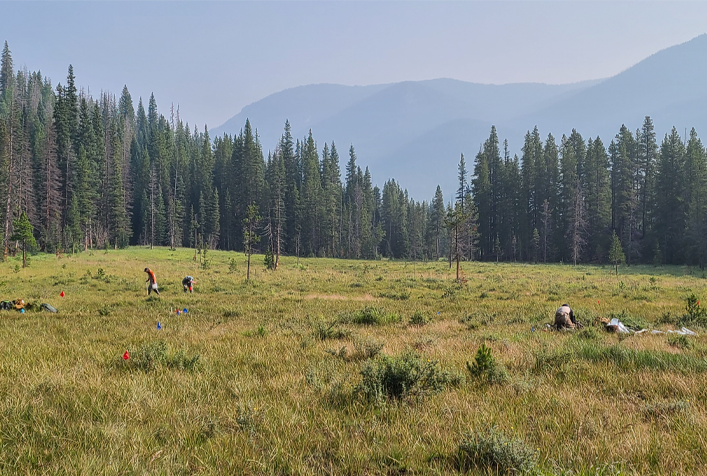Image of grassy wetlands with tall pine trees and mountains in distance
