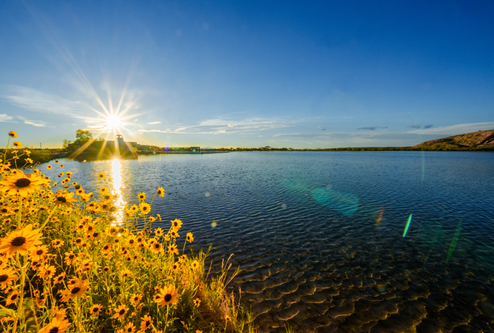 view of large body of water with Sunflowers in the forefront and bright sunshine in the distance