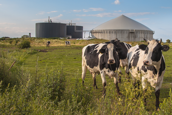 Photo of two cows in a field in front of a biogas plant
